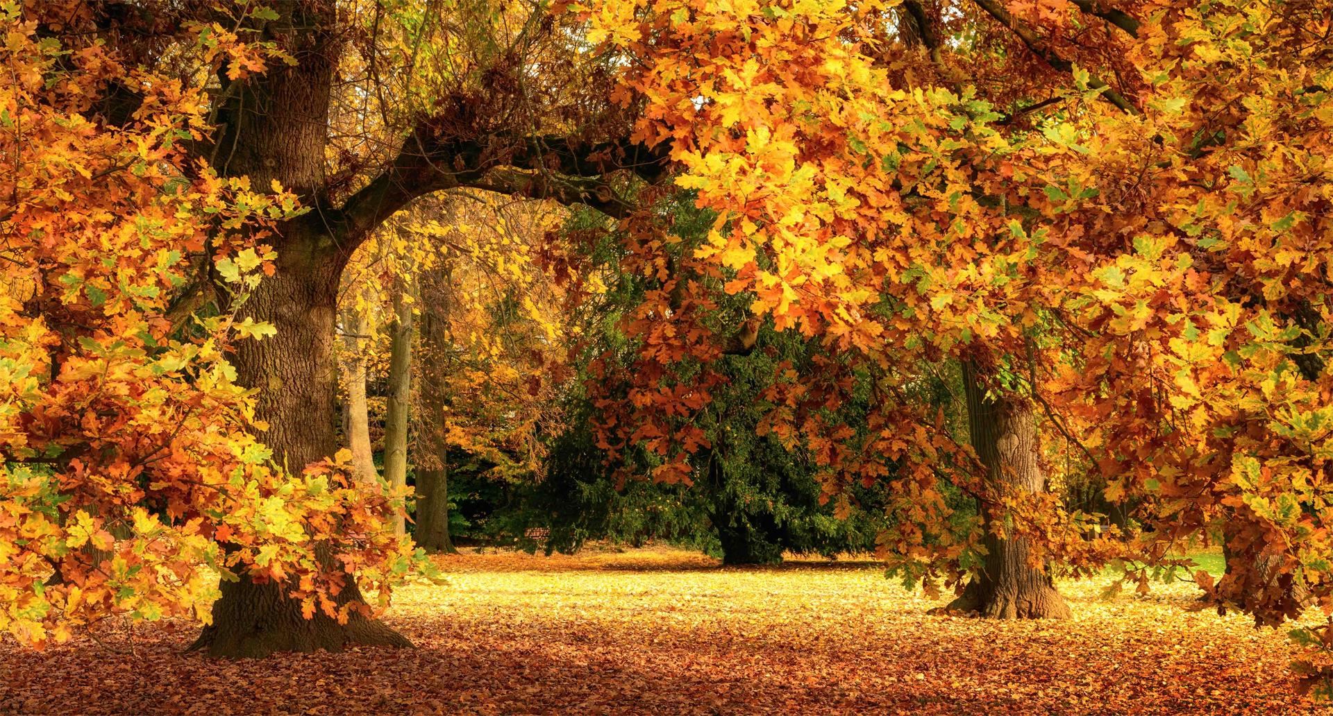 Couleurs naturelles dans le macramé Ledent