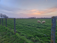 Schrikdraad FenceTech voor het afspannen van weides met schapen, toepassingsfoto
