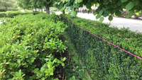 Ficelle de maçon 1,5 mm - 70 m - rose fluo - résistant aux intempéries et durable cordeau de maçonnerie