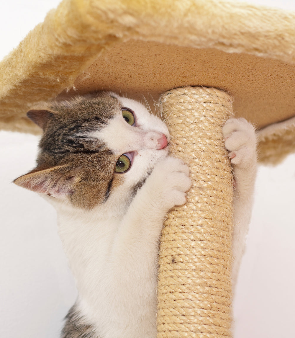 Corde en sisal 6 mm – 200 m – torsadée naturellement – pour chats, animaux et décoration