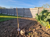 Toepassingsfoto vlas bindtouw als richttouw in de moestuin