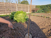 Toepassingsfoto vlas bindtouw als richttouw in de moestuin