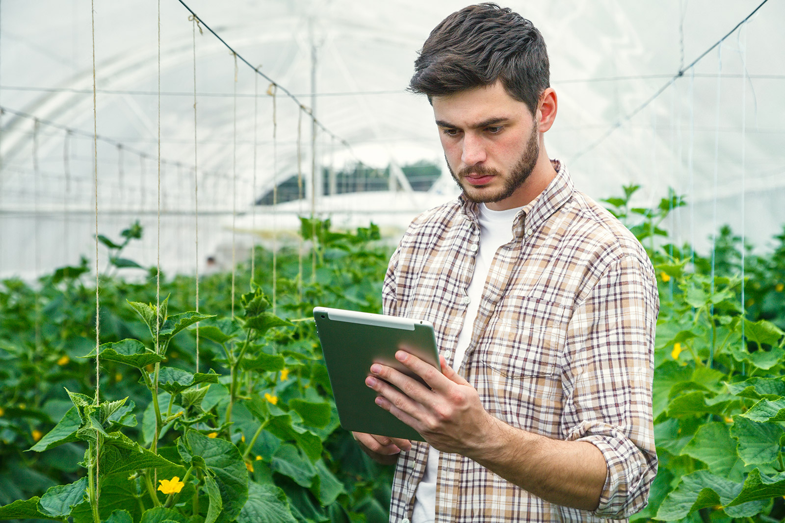 Image de Agriculture et jardinage