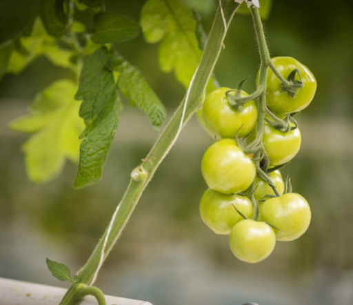 Image de Horticulture